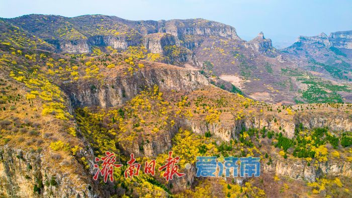 济南“小太行”藏不住了！天帘山连翘花迎来高光时刻