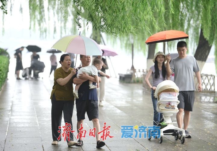 一年四季 泉在济南｜雨打荷花别样艳，泉城明湖江南韵