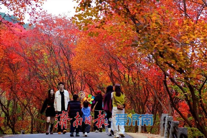 层林尽染！济南红叶谷进入最佳观赏期