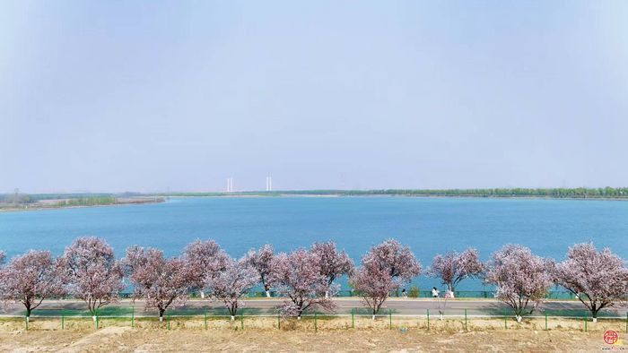 相约田园综合体，邂逅乡野烂漫春光 ｜春满槐荫•黄河长堤画卷②