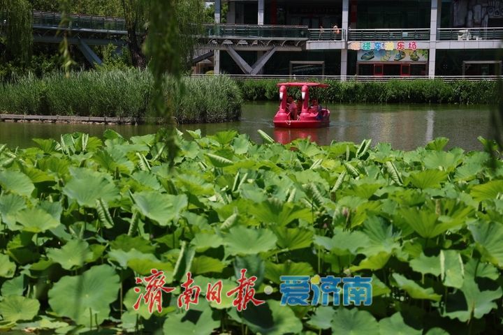 一年四季 泉在济南丨小荷才露尖尖角 解锁夏日温柔诗意