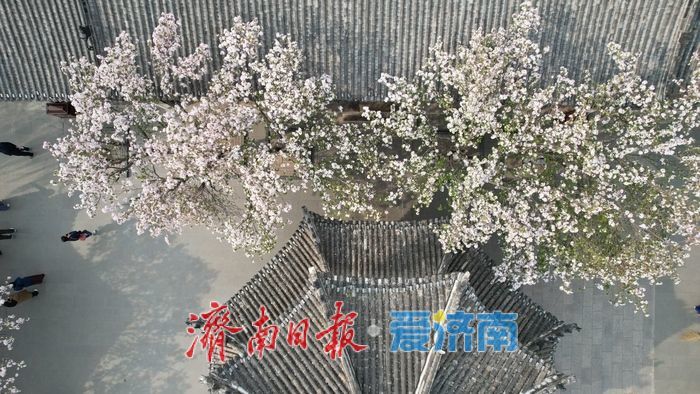 打卡泉城C位春色 历下亭海棠花迎来最佳观赏期