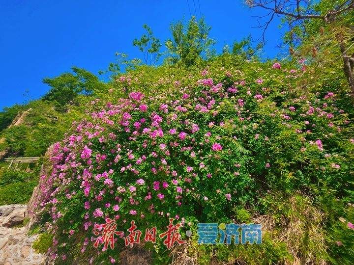 月季盛放映青山 花香满溢醉南山