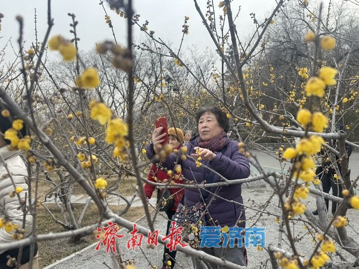 千佛山蜡梅迎盛花期 金黄暗香醉游人