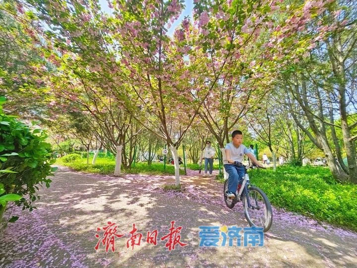 樱花漫道醉春风 济南森林公园樱花大道迎来最佳观赏期