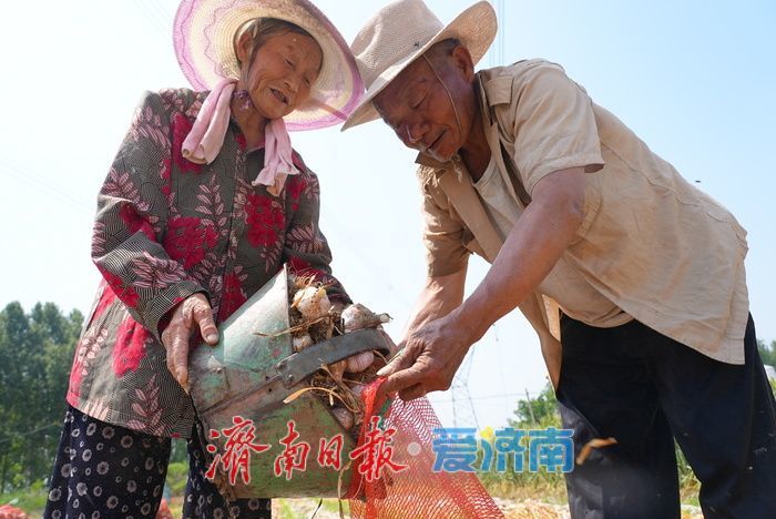 莱芜方下街道：蒜香四溢丰收忙 “蒜盘” 奏响致富曲