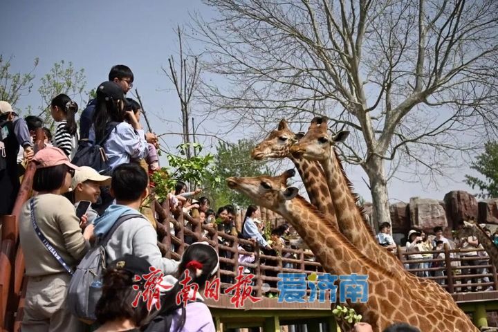 抓住假期的尾巴！济南这波春日快乐，今天必须赶上！