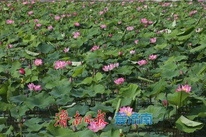 时隔12年，黄河水回来了！遥墙街道引黄灌溉工程通水