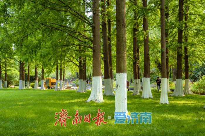 一年四季 泉在济南丨荫如盖水杉林，五龙潭草坪变身城市“清凉客厅”