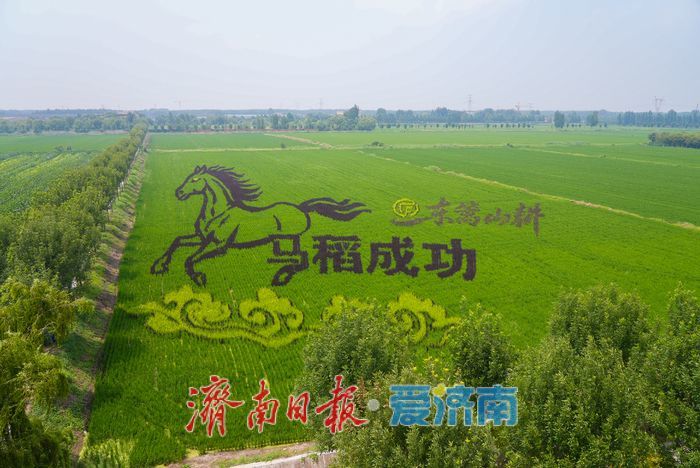 稻田作画布！济南巨幅创意稻田画进入最佳观赏期