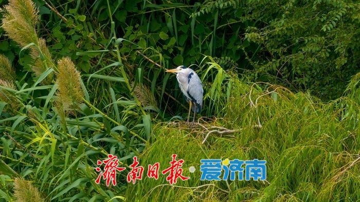 这个春天，别只“Color Walk”，来济南赴一场“Bird Walk”