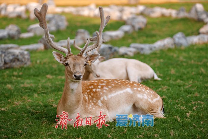 一年四季 泉在济南丨鲜花港杉林水乐园、杉水间营地开业,解锁夏日清凉潮玩法