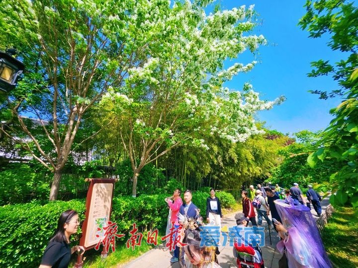 流苏似雪映清泉 五龙潭暮春花开醉游人