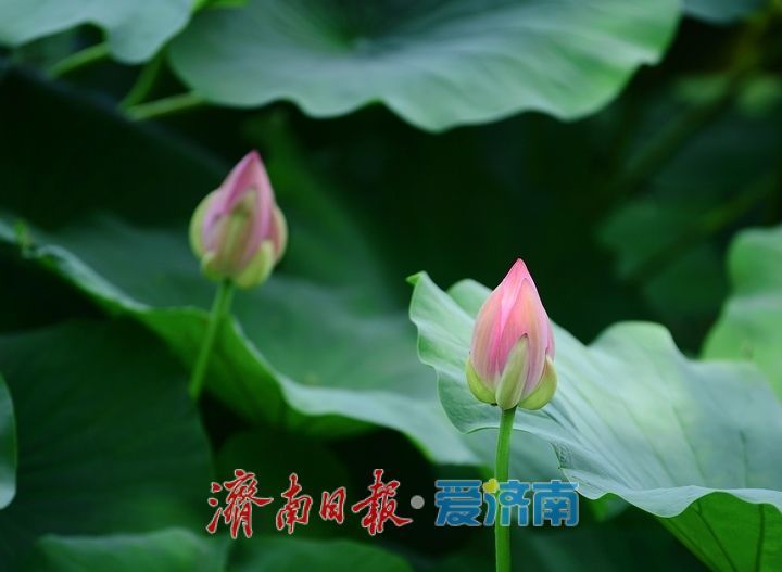 一年四季 泉在济南丨荷红叶绿满城香，大明湖首批荷花盛夏绽放
