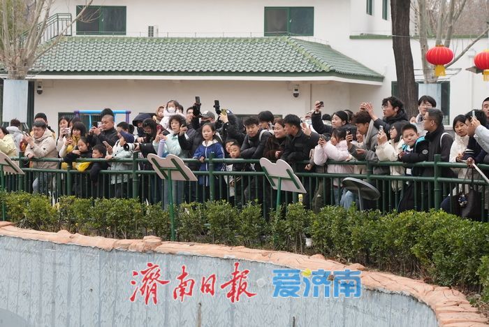 被“憨态可掬”治愈！济南动物园大熊猫成春日最暖风景