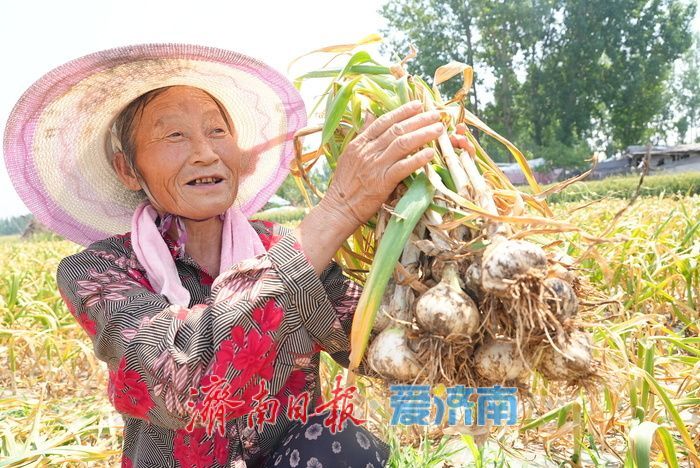 莱芜方下街道：蒜香四溢丰收忙 “蒜盘” 奏响致富曲