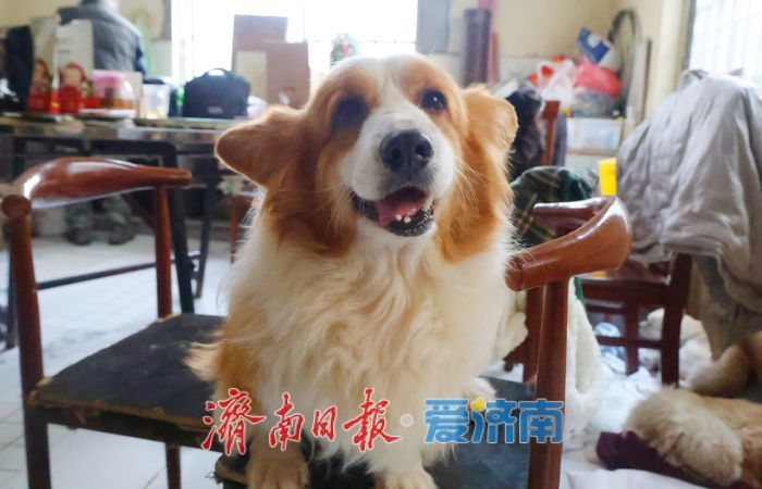 探访济南最大流浪动物基地 3000只“毛孩子”如何过冬