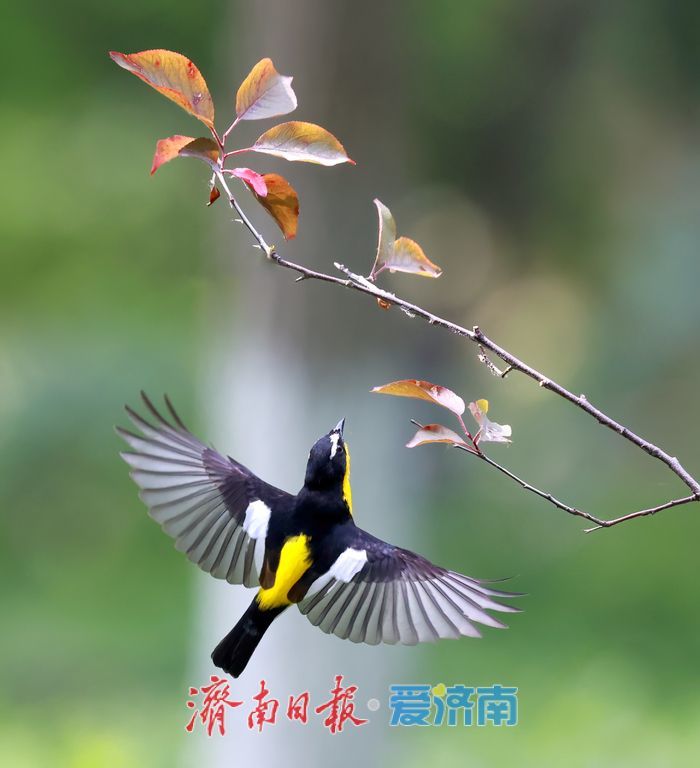 “鸭蛋黄”现身济南华山湖！