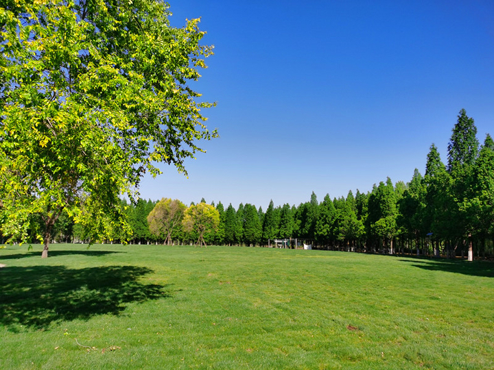 新晋打卡地！济南鲜花港万平花海美到炸