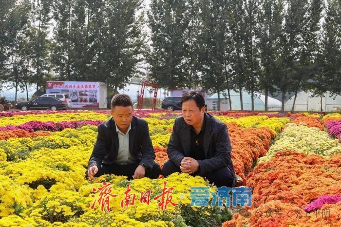 金秋如约，“菊”世无双！平阴盆王菊花文化节暨秋季黄河大集盛大开幕