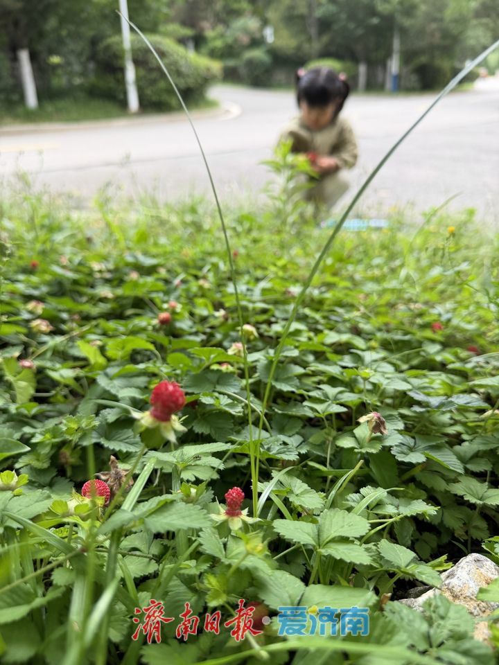 济南城区首现大面积野生草莓群落