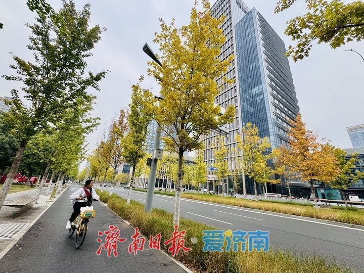 一年四季 泉在济南丨娜塔栎换装扮靓CBD 绘就泉城秋日画卷