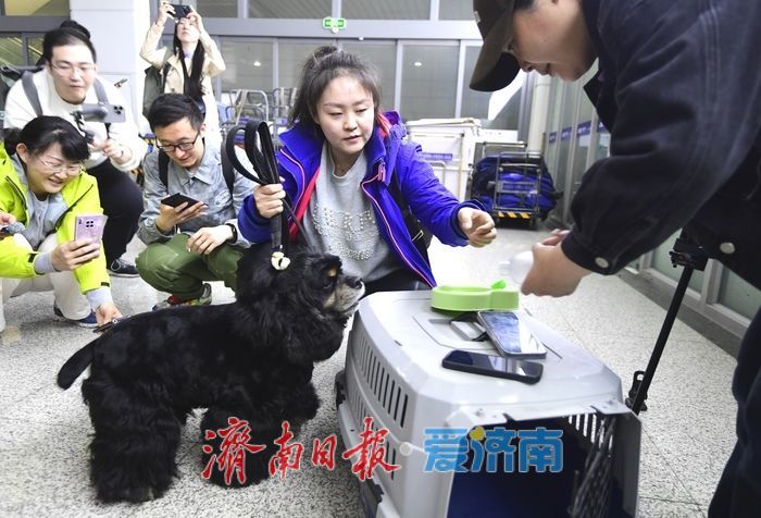 3只“毛孩子”坐高铁到济南西站！全国首趟高铁宠物托运列车来了