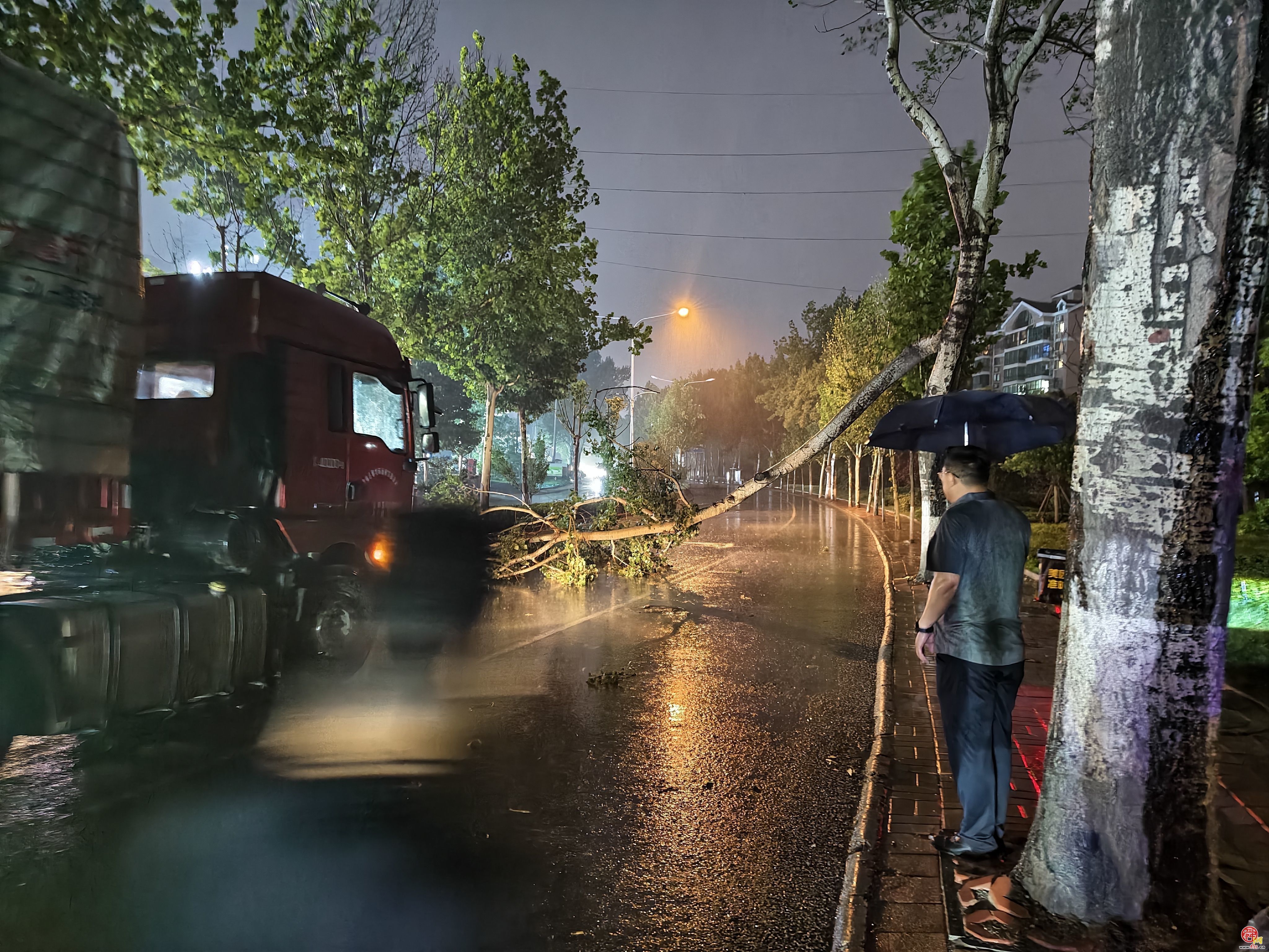 疾风骤雨致大树倾倒阻断交通 济南公交南部五队连夜清理保畅通