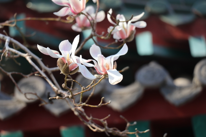 沉浸式感受济南这座城的春天