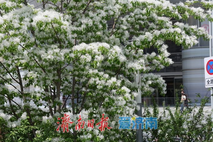 济南CBD流苏盛放白如雪