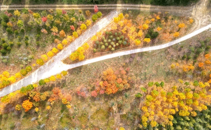 济南黄河生态廊道深秋时节风景如画
