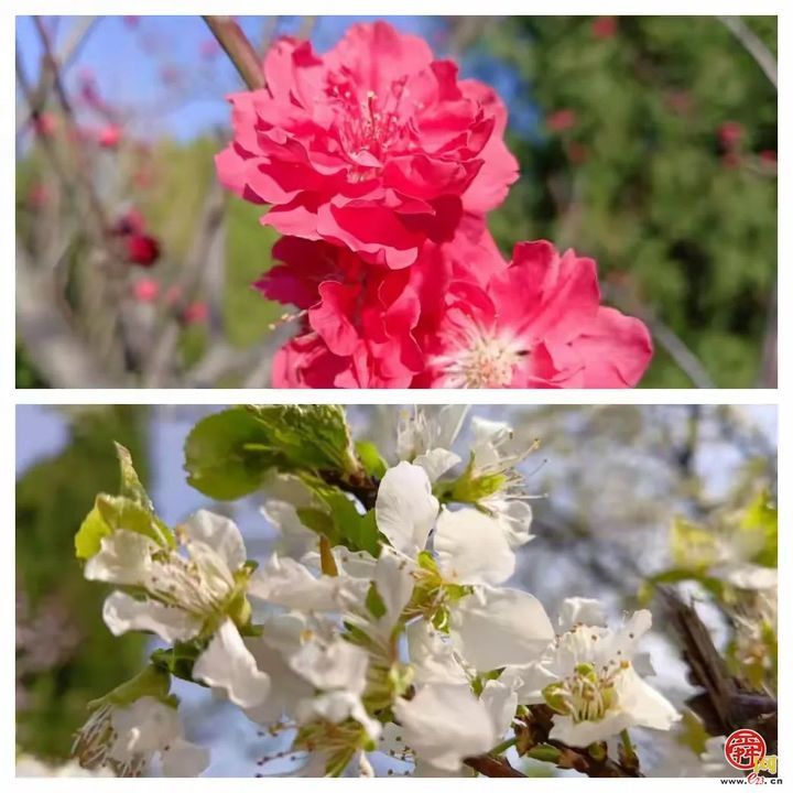 “马”上开花！章丘城区公园赏花地图出炉，开启春日好时光！
