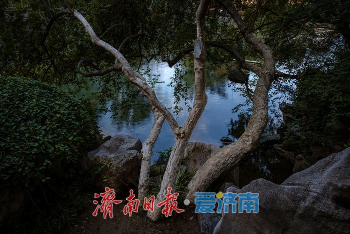 一年四季 泉在济南丨济南黑虎泉水位上涨，傍晚尽显幽静典雅美