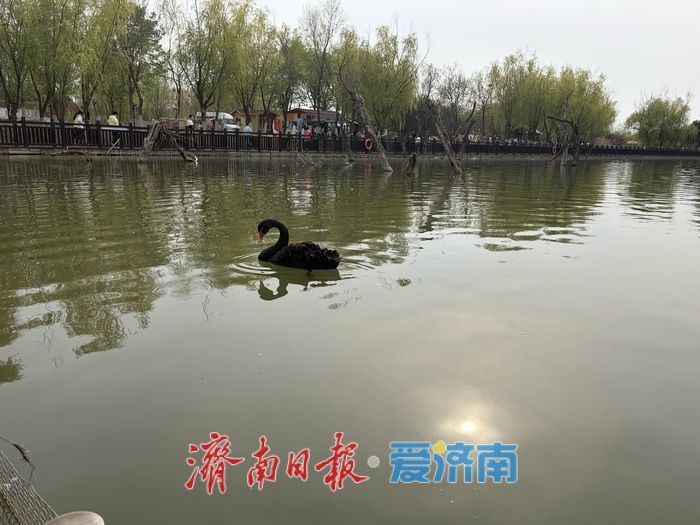 这个春天，别只“Color Walk”，来济南赴一场“Bird Walk”