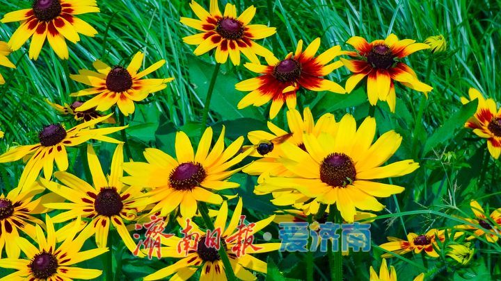 鎏金花开满湖畔云锦湖畔毛叶金光菊绚烂盛放