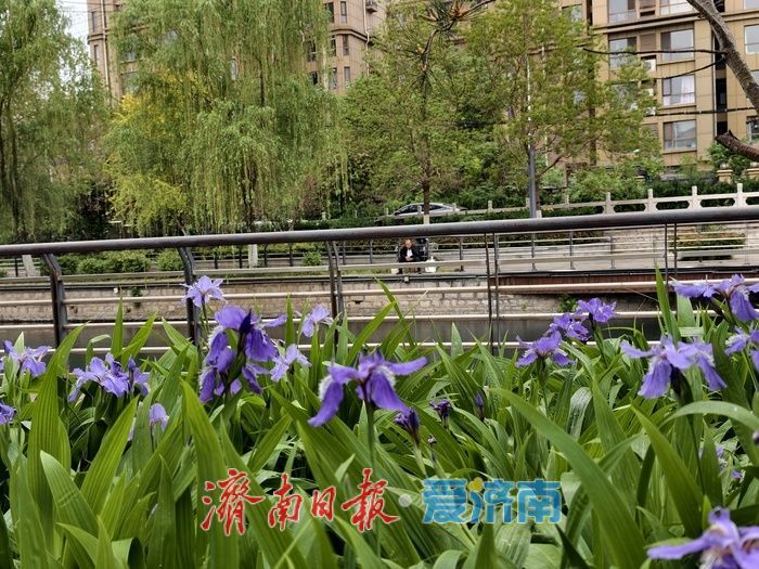 暮春细雨润泉城，工商河畔柳含烟