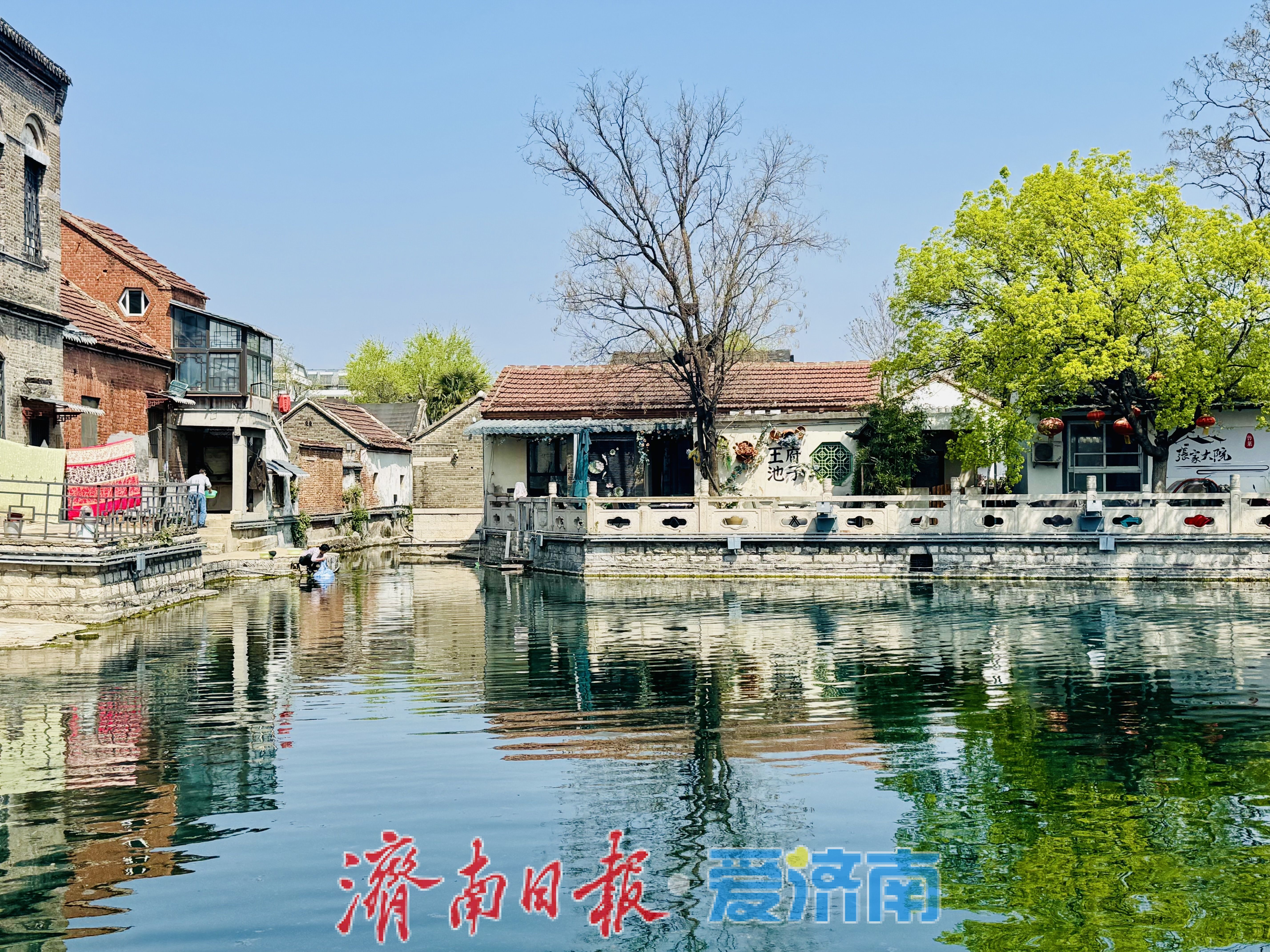 雨后泉城添诗意 王府池子春光入画来