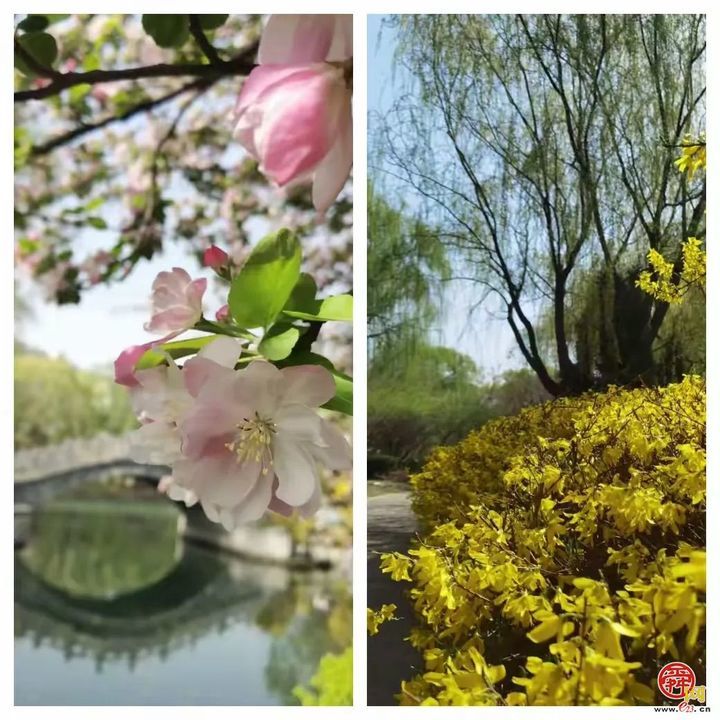 “马”上开花！章丘城区公园赏花地图出炉，开启春日好时光！