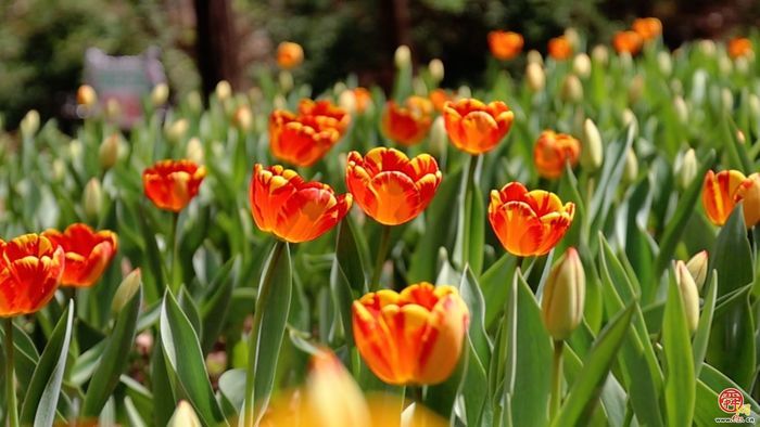 郁金香花海盛放 红叶谷邀你赴春约