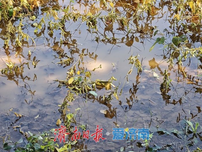 雨水浸泡农田，农户挥汗抢收——直击槐荫区郑家店村大豆抢收现场