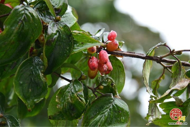 以“药”为媒 以“旅”促农：全媒体见证栾川文产实践