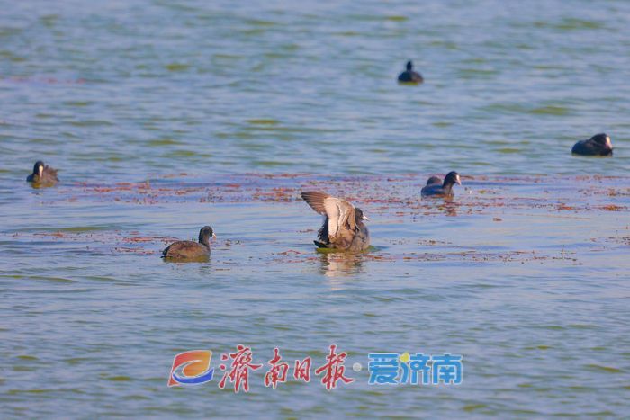 罕见！章丘白云湖首次迎来白化白骨顶