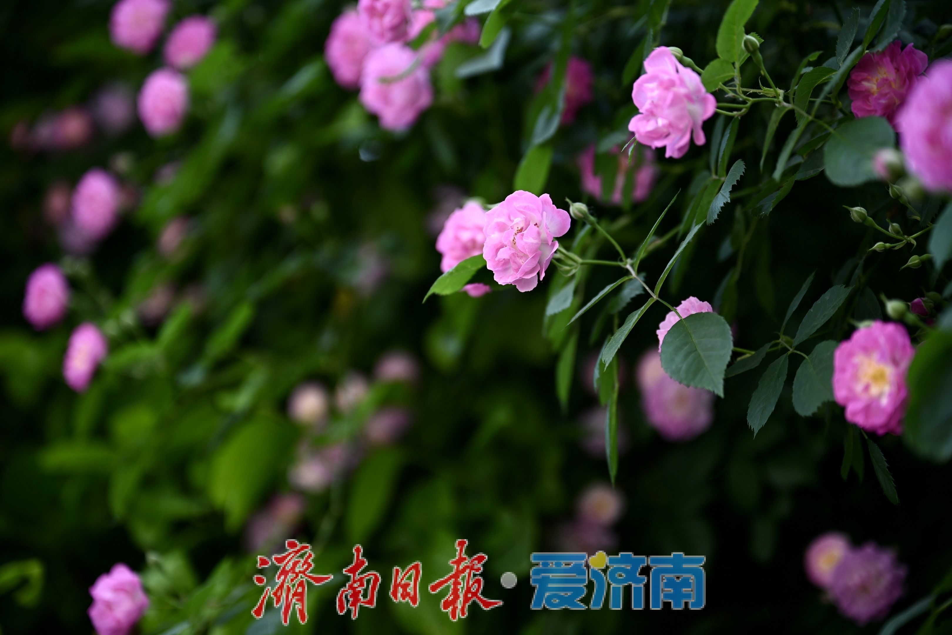 一年四季 泉在济南丨红蔷薇绽放经四路 泉城街头春意浓