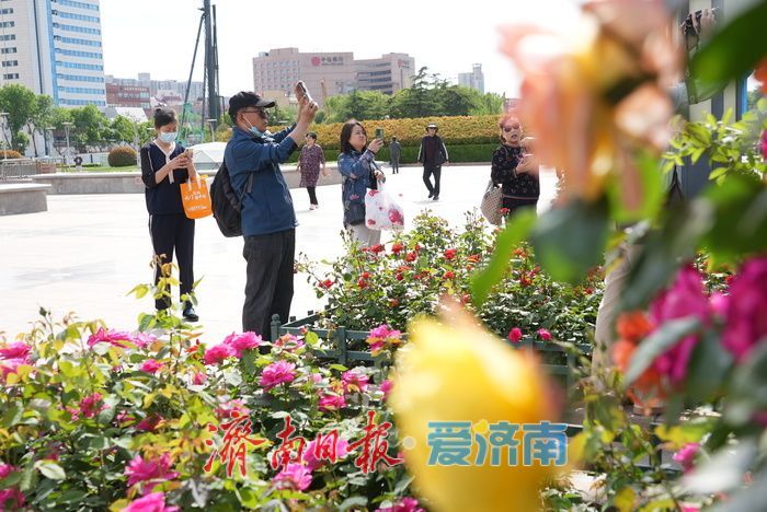 五彩月季烂漫绽放，泉城广场成梦幻花海