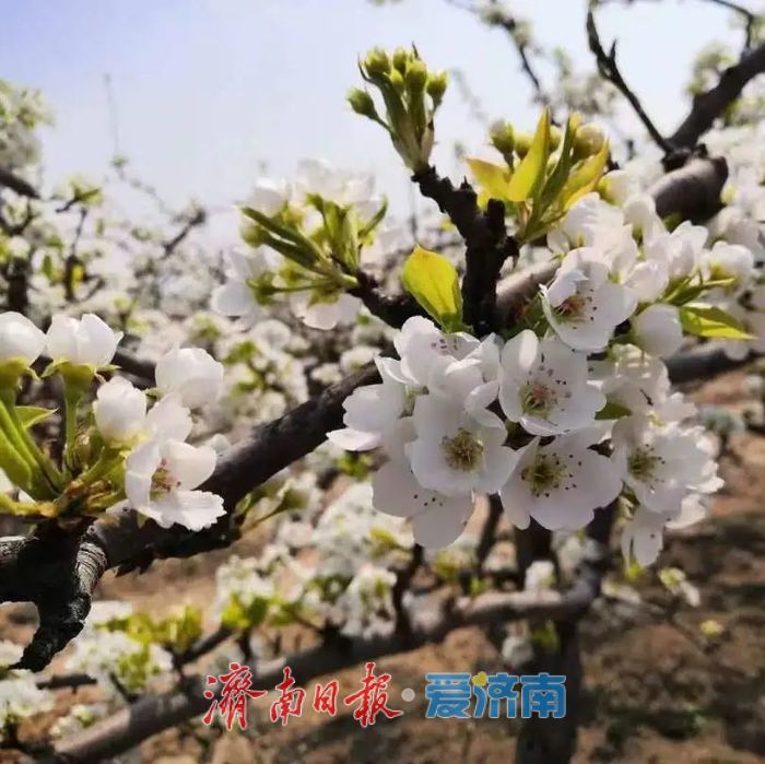 春日暖阳，带你奔赴浪漫花约，济南市特色林果赏花攻略来啦→