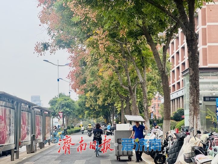 栾树缀满经十路 泉城街头添秋日亮色