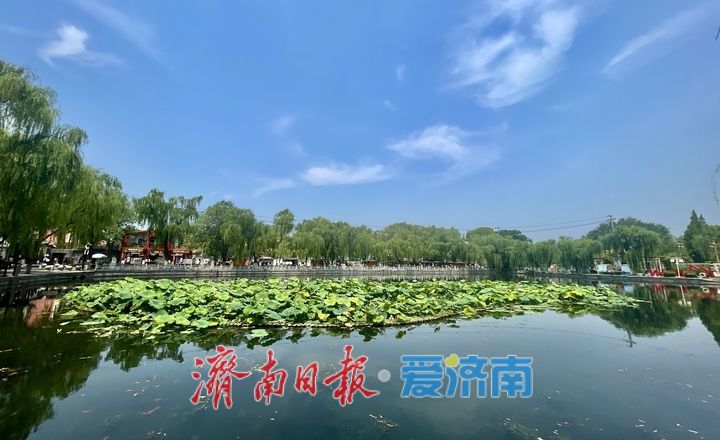 夏日限定！济南百花洲荷花盛放，开启清凉赏荷季
