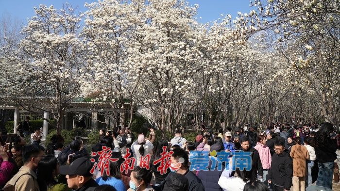 玉兰花再次凭实力出圈，“花” 式打卡等你赴约