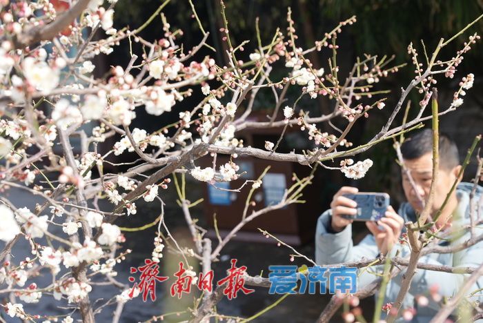 与古建筑适配度拉满，白色蜡梅迎客来