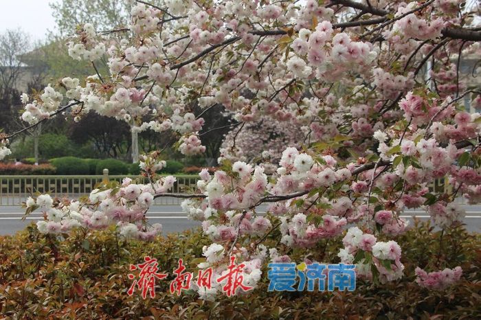 2026年济南特色道路赏花指南——全城花海，一路芬芳